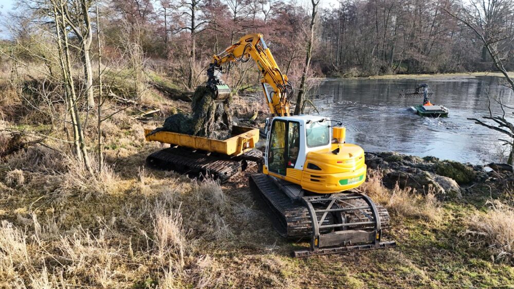 Verwijderen grote waternavel Kessel-Eik